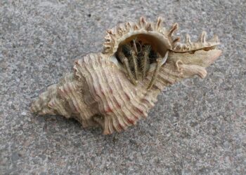 Navigating Apartment Damage Charges: Your Rights as a Tenant