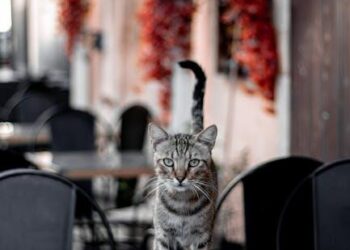 The Gray Zone: Why Your Independent Contractor Might Actually Be Your Most Expensive Employee