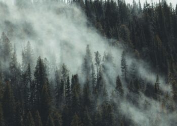 Beyond the Checklist: How I Escaped Adjuster Burnout by Treating Claims Like Ecosystems