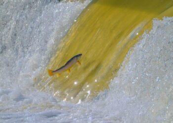 The Resilient Ecosystem: A Journey into the Wild Heart of American Protest